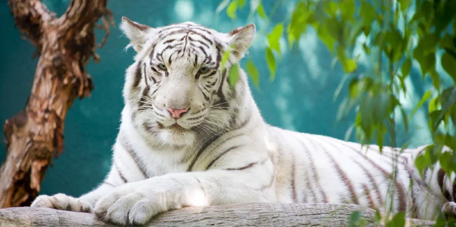 White tiger with dark stripes rests on a log against a teal wall, green leaves framing the right.