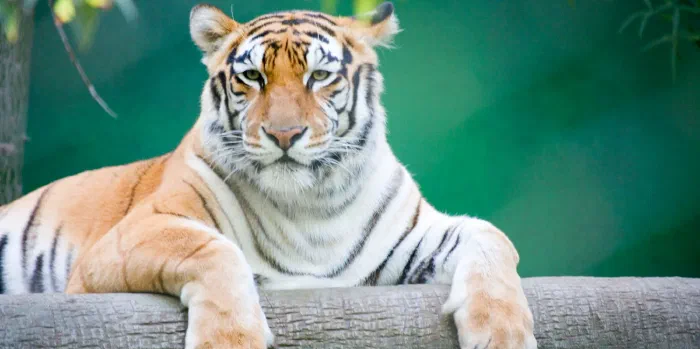 Orange tiger rests its forelegs over a log and stares straight ahead against a soft green background.