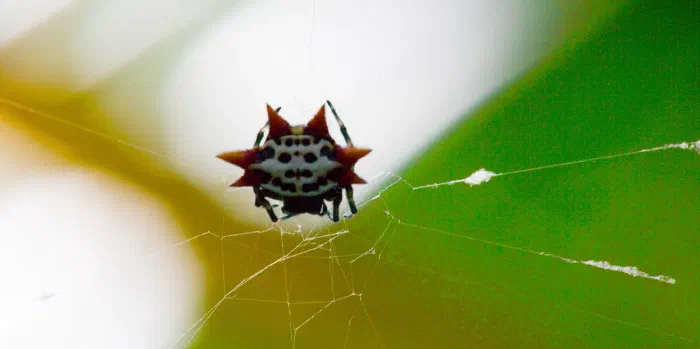 Spiny orb weaver spider with a white spotted back and red spikes hangs in its web.