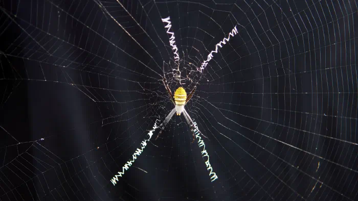 Yellow banded garden spider sits at the center of its web with zigzag silk against darkness.