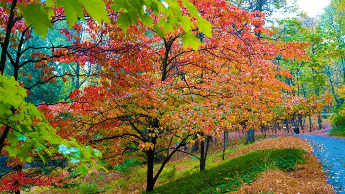 Dogwood trees in red and orange autumn leaves stand on a mossy bank beside a wet road.