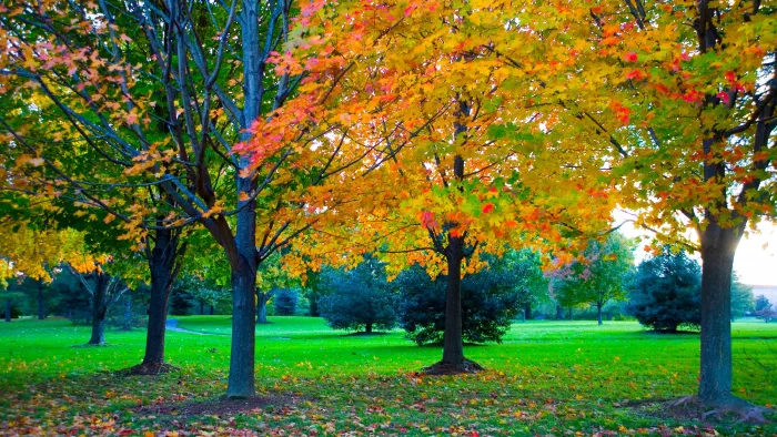 Maple trees in peak autumn color spread orange and red leaves over a bright green park lawn.