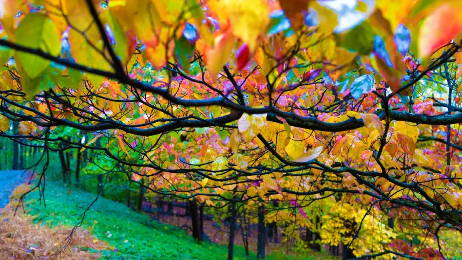 Layered branches hold wet autumn leaves in yellow, red and green above a grassy slope.