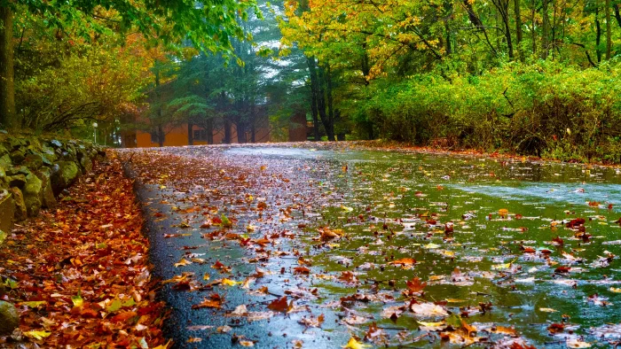 Fallen orange leaves scatter across a rain slicked road curving through autumn woods toward a house.