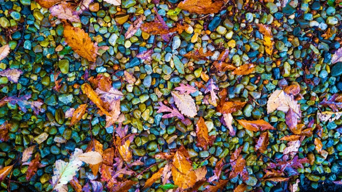 Wet autumn leaves in orange and purple lie scattered over smooth green and blue pebbles.