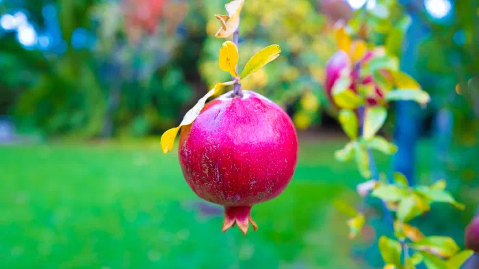 Ripe red pomegranate hangs from a branch with yellow leaves against a blurred green garden.