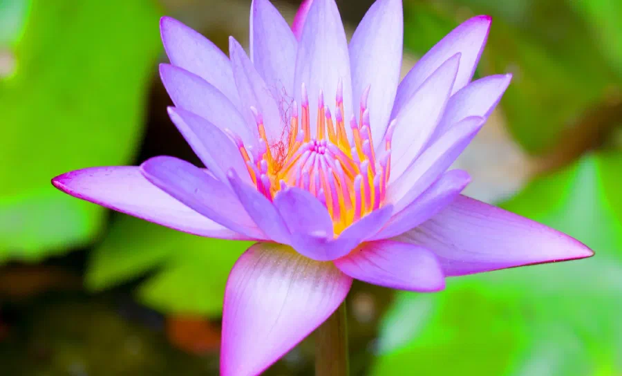 Purple water lily with an orange and pink center opens above bright green lily pads.