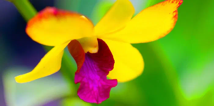 Yellow orchid bloom with red tipped petals and a magenta lip against soft green leaves.