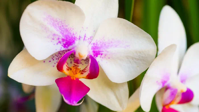 White orchid flowers speckled with magenta, each opening to a bright pink and orange lip.