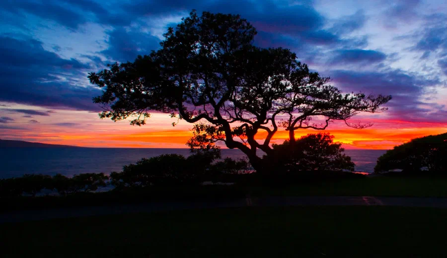 Gnarled tree silhouetted against a fiery orange and purple sunset over the ocean.