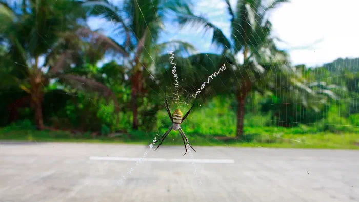 Striped garden spider hangs at the center of its web, zigzag silk radiating toward palm trees.