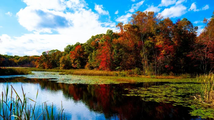 Fall foliage rings a marsh pond scattered with lily pads under a bright blue sky.